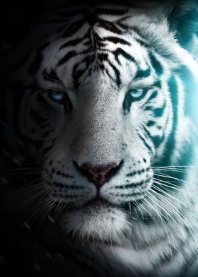 snow tiger face poster 