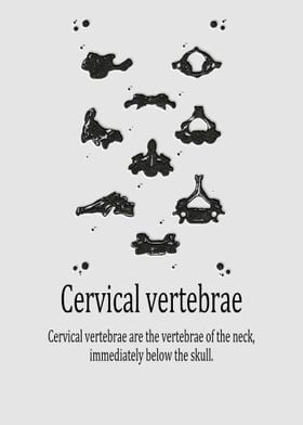 Cervical vertebrae