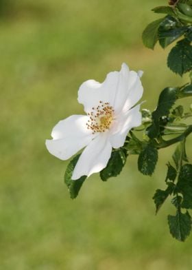 Anemones