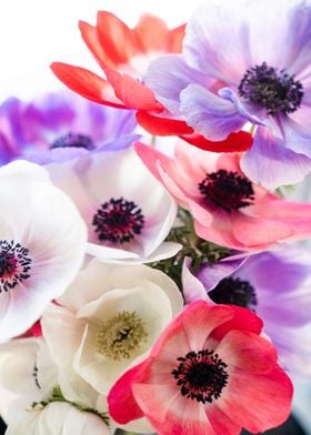 Anemones