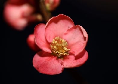 Red chaenomeles flowering