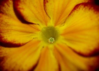 Yellow primula flowering