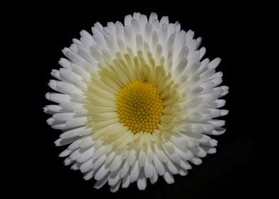 White Bellis flower macro