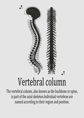 Vertebral column