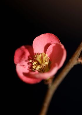 Chaenomeles flower blossom