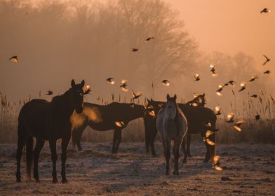 horses in the morning 