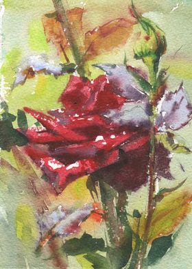 Red Rose watercolor