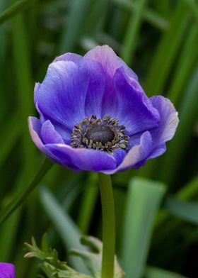 anemones flower