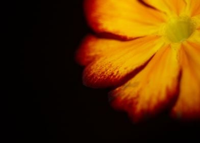 Primula flower blossoming