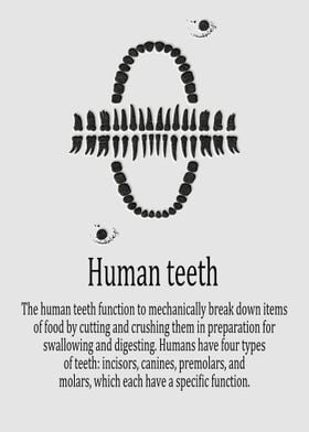 Human teeth