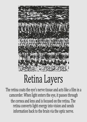 Retina Layers