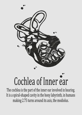 Cochlea of Inner ear