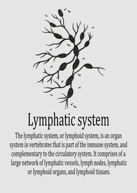 Lymphatic system