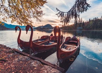 Swan shaped boats on lake