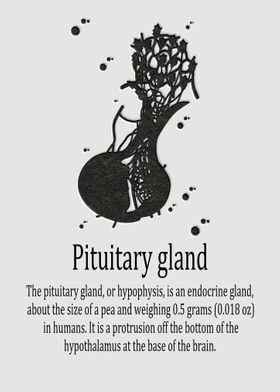 Pituitary gland