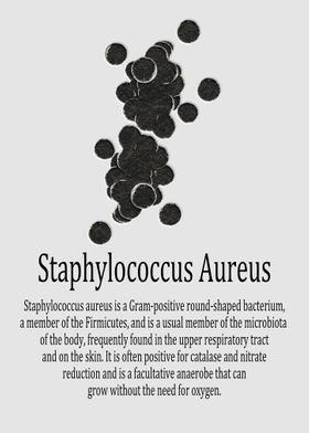 Staphylococcus Aureus