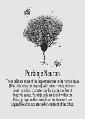 Purkinje Neuron