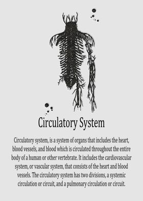 Circulatory System