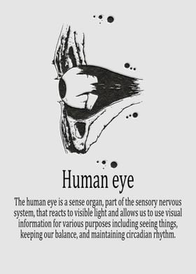 Human eye