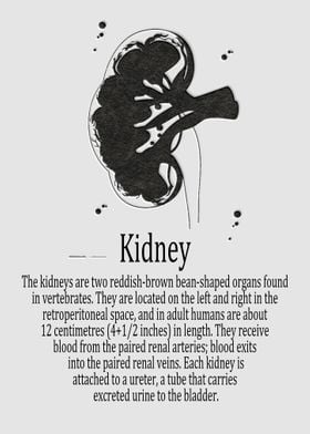 Kidney