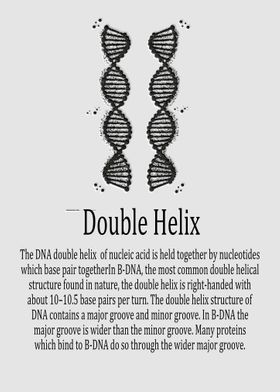 Double Helix