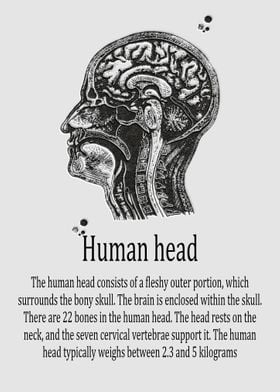 Human head