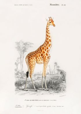 Giraffe illustration