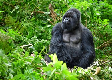 Mountain Gorilla