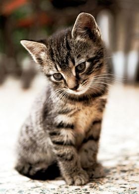 cute cat