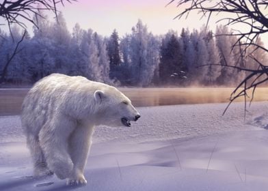 Animals Polar Bear Nature