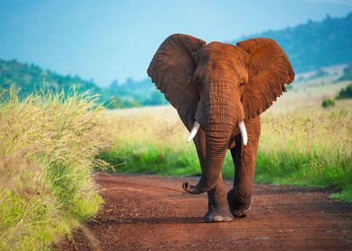 Majestic African Elephant