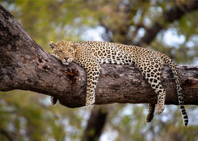 Cheetah lying on Tree