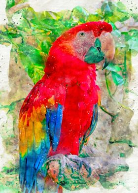 Colorful Parrot