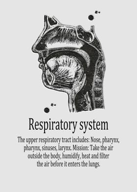 Respiratory system 