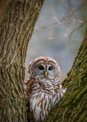 Barred Owl