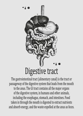 Digestive tract