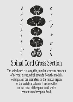 Spinal Cord Cross Section