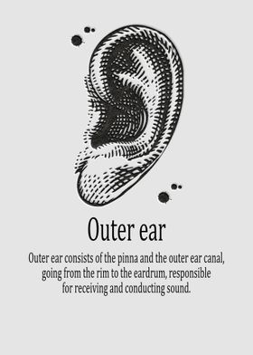 Outer ear