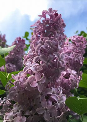 Lilacs