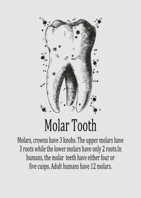 Molar Tooth