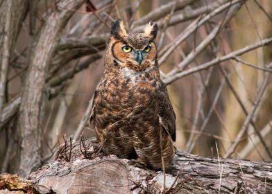 Great Horned Owl