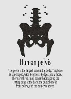 Human pelvis