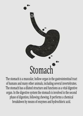 Stomach