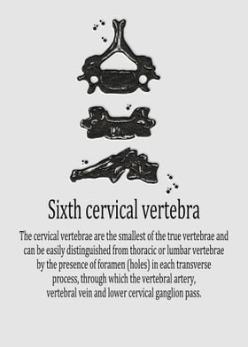 Sixth cervical vertebra