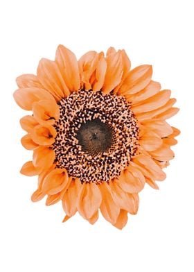 Orange sunflower