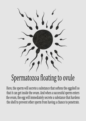 Spermatozoa float to ovule