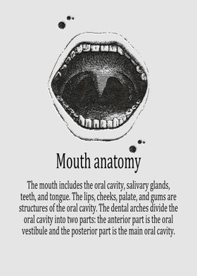 Mouth anatomy