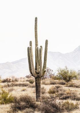 Cactus