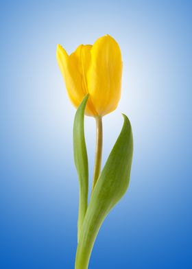 Yellow Tulip Floral Nature