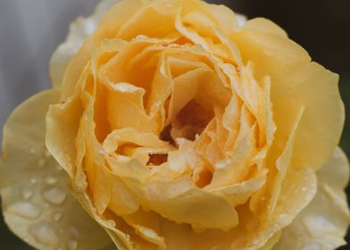 Yellow Rose